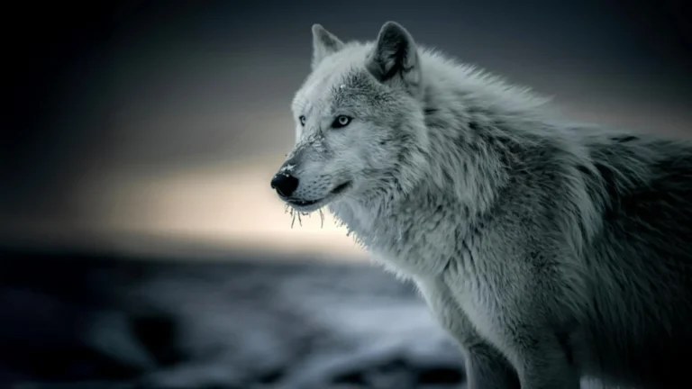 Cientistas descobrem DNA oculto de lobo na maioria dos cães