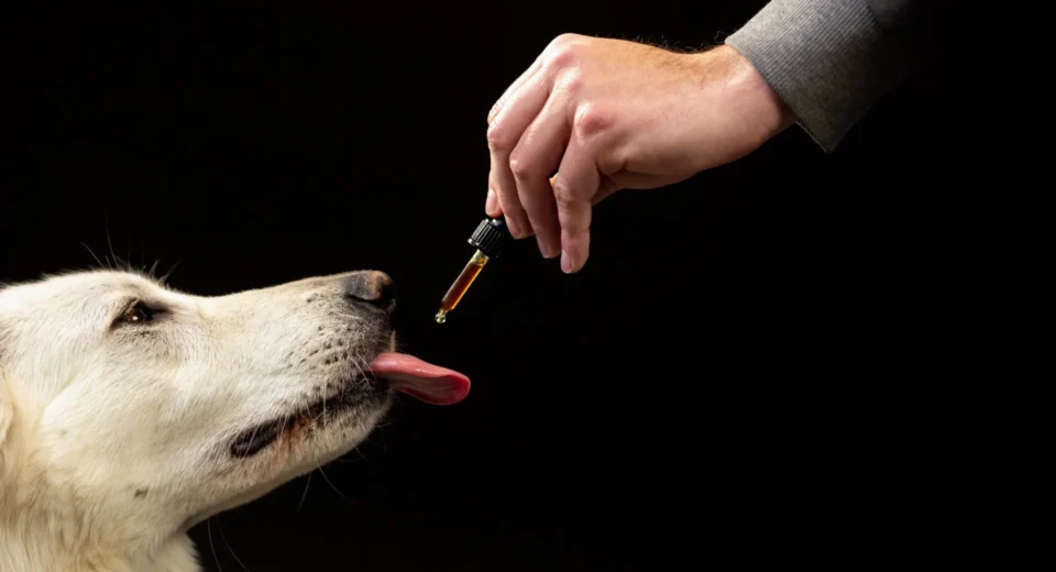 Scientists Observe Surprising Behavior Changes in 47,000 Dogs on CBD