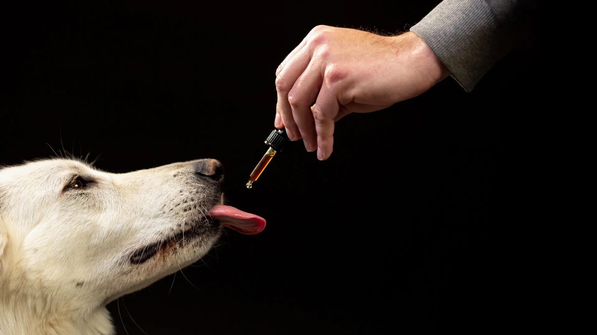 Scientists Observe Surprising Behavior Changes in 47,000 Dogs on CBD