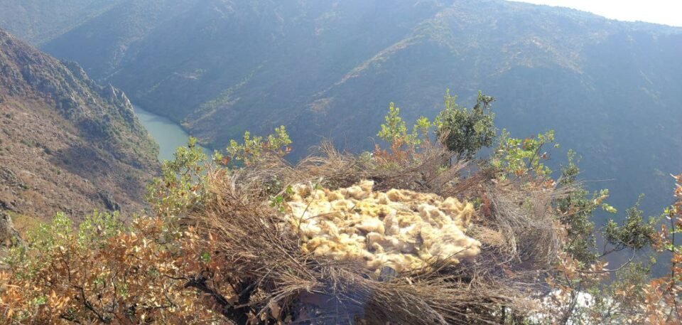 Angariação de Fundos de 30 Mil Euros Salva Colónia de Abutre