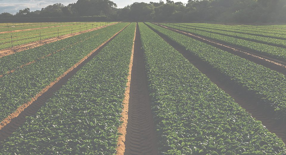 Agricultores registam 1.695 declarações de prejuízo no Norte, 70% oriundas do Douro