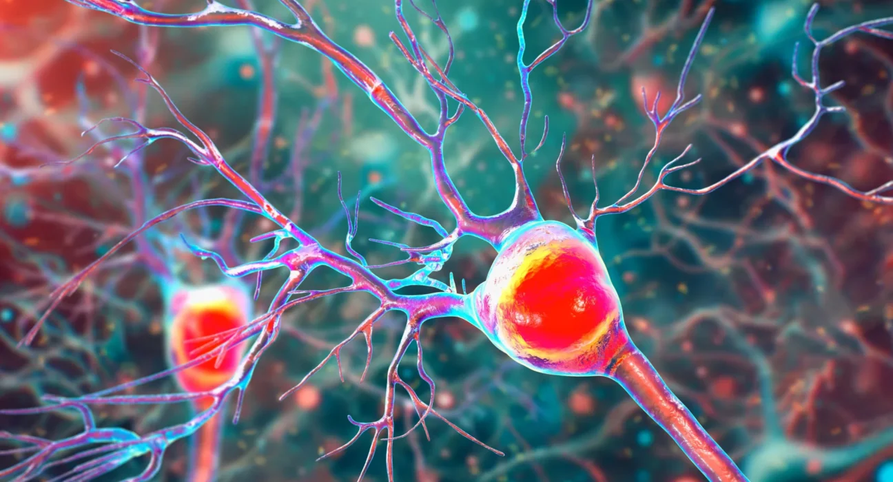 Por que a esclerose múltipla rouba lentamente o equilíbrio e o movimento