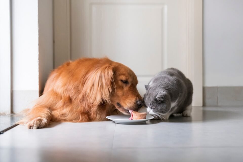 Aquisição da Agrofauna pelo Grupo Nuzoa: Matoaka e DFK Assessoram o Processo