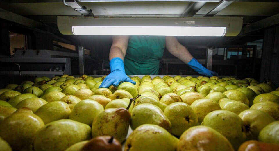 Pera Rocha em Perigo: Fogo Bacteriano Ameaça a Produção