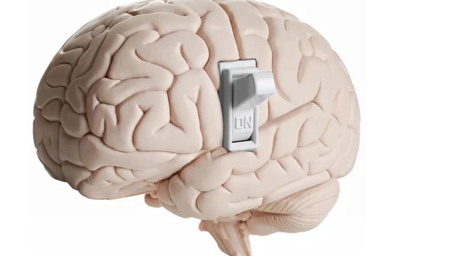 Cientistas descobrem interruptor oculto no cérebro que indica quando parar de comer