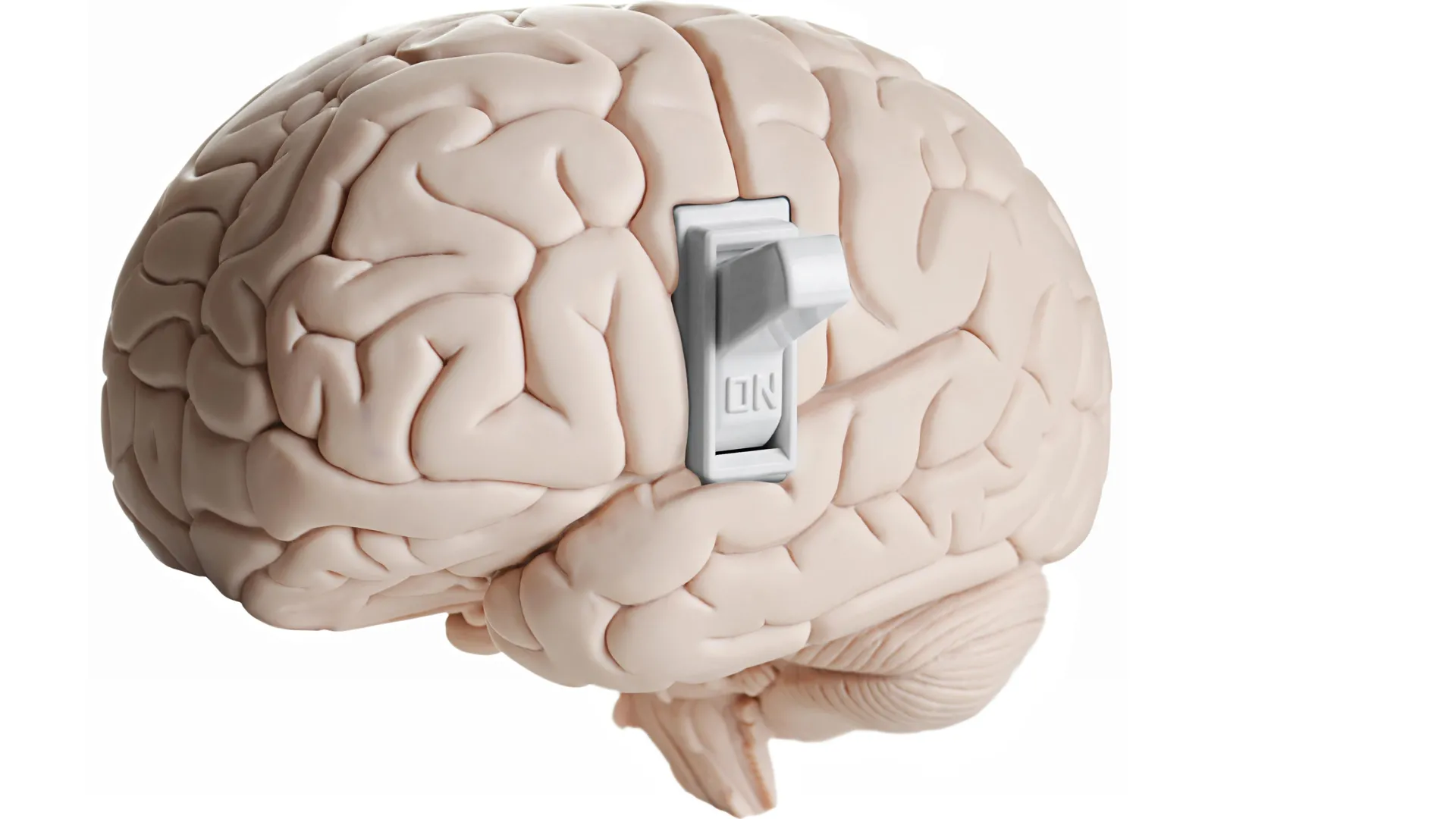 Cientistas descobrem interruptor oculto no cérebro que indica quando parar de comer