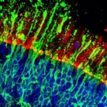 Tondela: Bernardo Fontes atinge nova marca na Primeira Liga