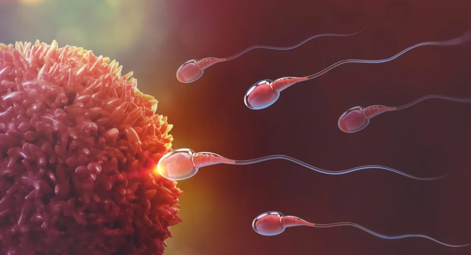 Cientistas descobrem anticoncepcional masculino reversível que interrompe a produção de esperma