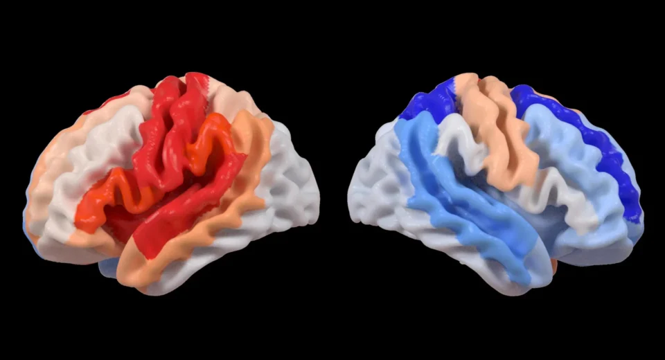 Um AVC provoca uma mudança cerebral oculta que parece rejuvenescimento