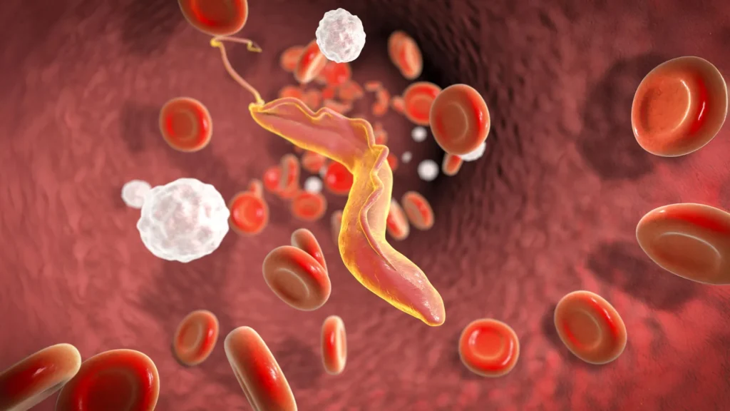 Cientistas descobrem "desintegrador molecular" que ajuda parasita letal a escapar do sistema imunológico