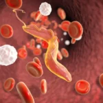 Benfica: plano para manter na próxima temporada