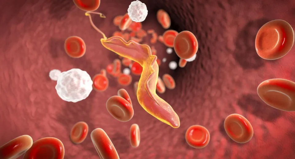 Cientistas descobrem "desintegrador molecular" que ajuda parasita letal a escapar do sistema imunológico