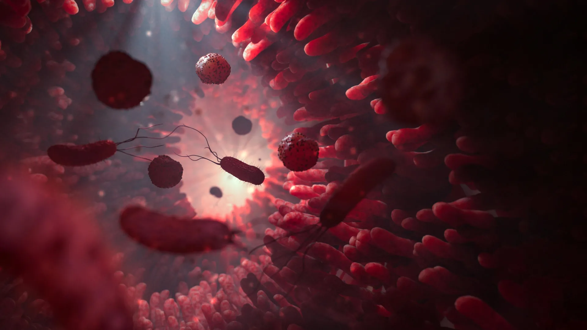 Cientistas descobrem que bactérias intestinais injetam proteínas que controlam o sistema imunológico